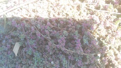 Aizoon portulacaceum