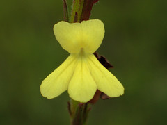 Striga asiatica