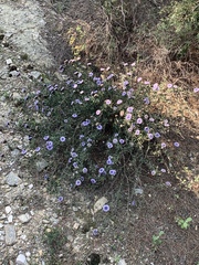 Globularia alypum