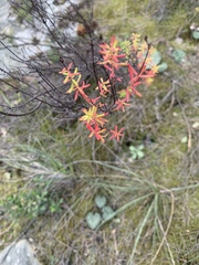 Magnoliopsida