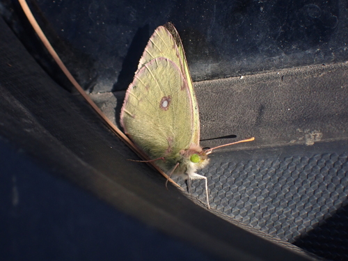 Clouded sulphur