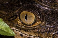 Crocodylia