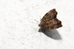 Choreutis yakushimensis