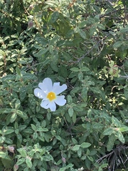 Cistus salviifolius