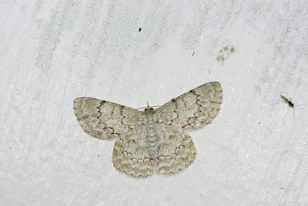 Pingasa secreta