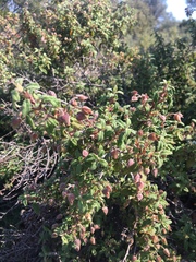 Cistus salviifolius
