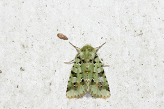 Diphtherocome pulchra