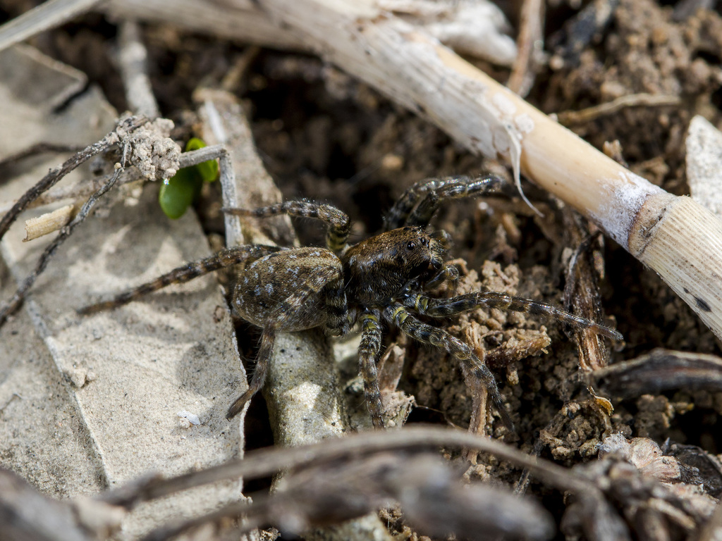 Leopard Bear-spider