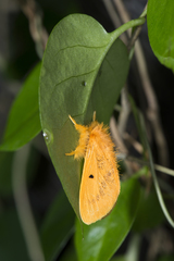 Euproctis nigricauda