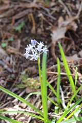 Hyacinthoides italica