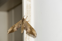 Marumba sperchius