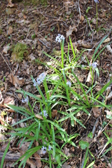 Hyacinthoides italica