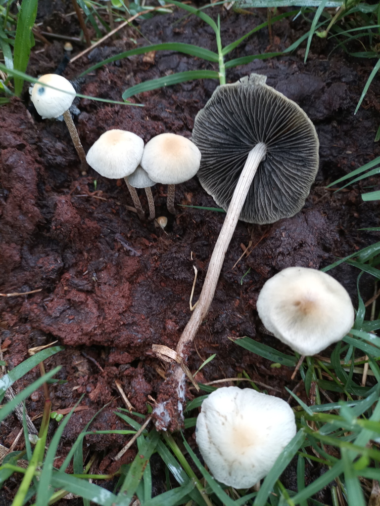Panaeolus cyanescens · June 2021 · photo: © ronyristow (iNaturalist, cc-by)