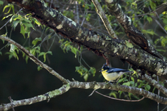 Machlolophus holsti