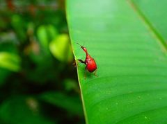 Paratrachelophorus