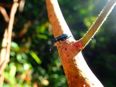 Cicindelina