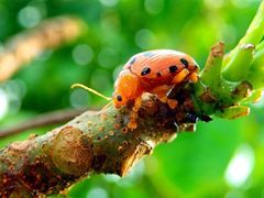 Podontia quatuordecimpunctata