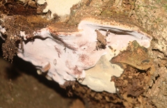 Rhodofomitopsis feei