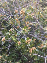 Quercus coccifera