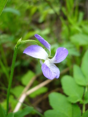 Viola elatior