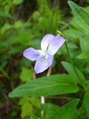 Viola elatior