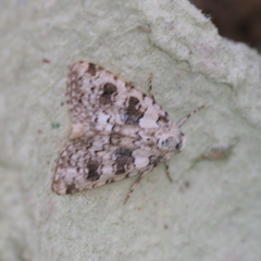 Bryophila domestica