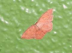Pseudhyria rubra
