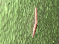 Pseudhyria rubra