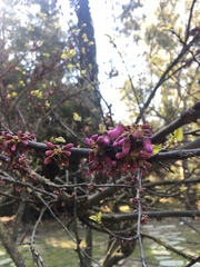 Cercis siliquastrum