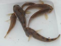 Gobiomorphus cotidianus