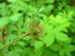 Geum × intermedium