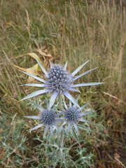 Eryngium bourgatii