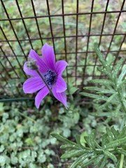Anemone pavonina