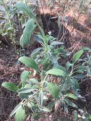 Salvia pomifera