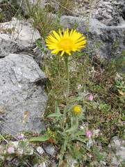 Pentanema montanum