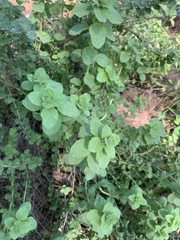 Angiospermae