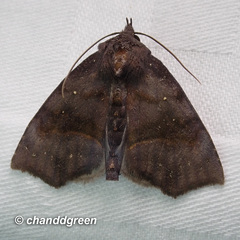 Thalatta fasciosa