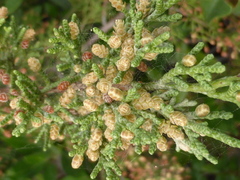 Juniperus turbinata