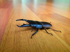 Dorcus reichei prosti