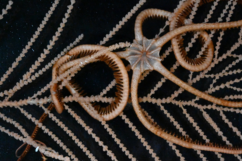 Asteroschema