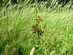 Juncus decipiens