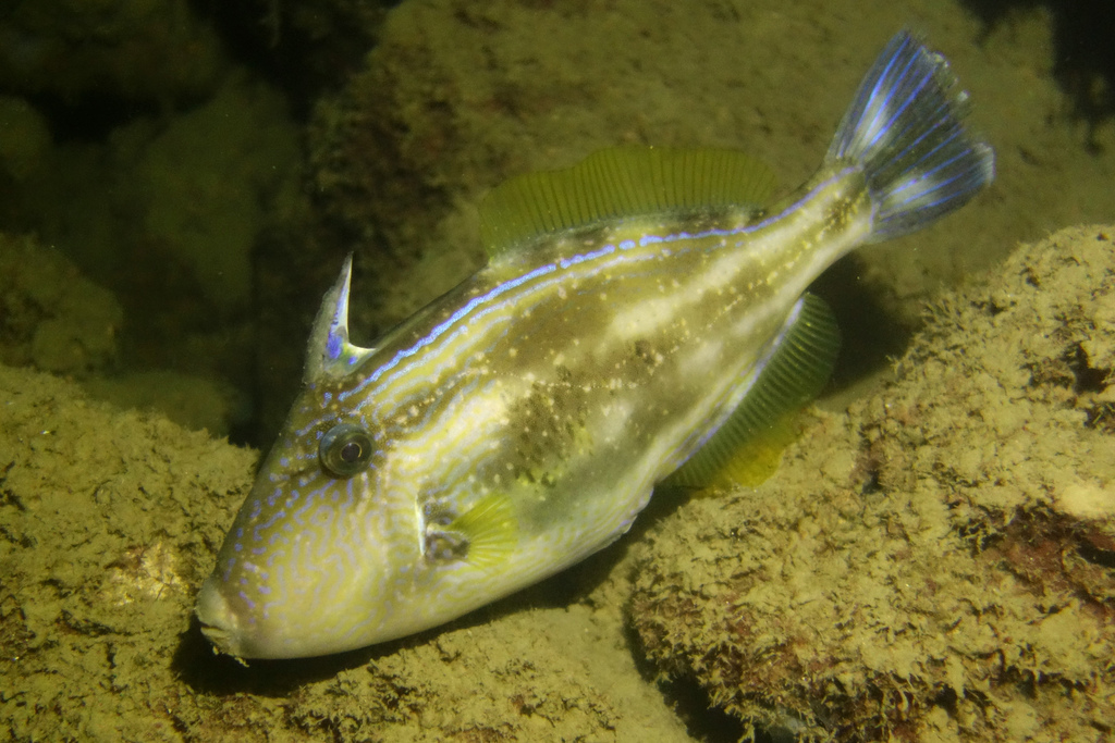 Meuschenia