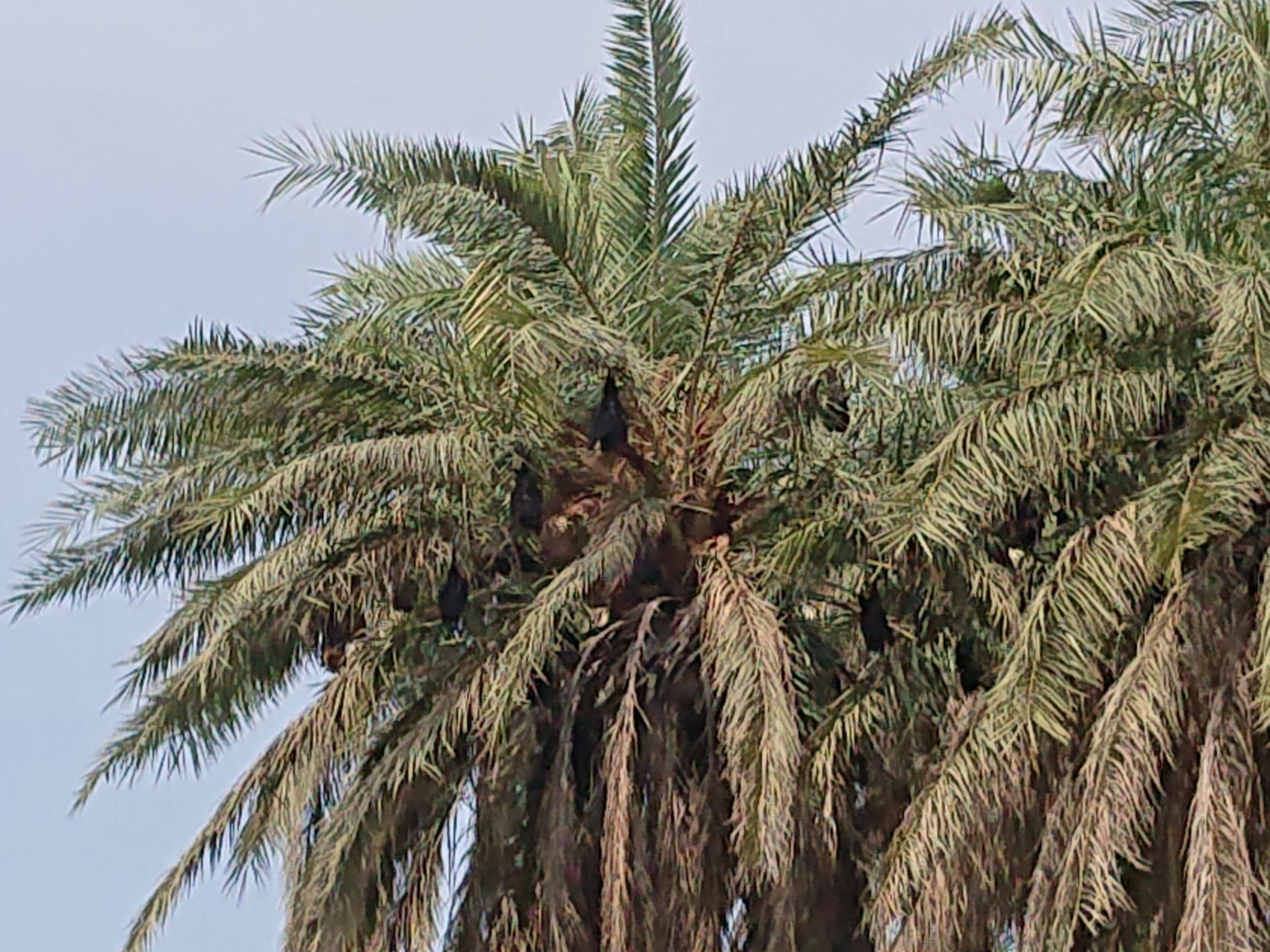 Large flying fox