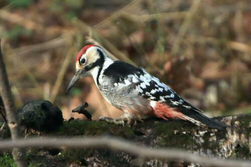 White-backed Woodpecker