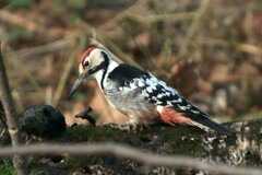 White-Backed Woodpecker photo 3