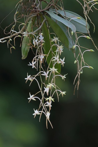 Aerangis collum-cygni Summerh. 2