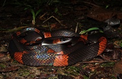 Oxyrhopus petolarius