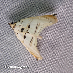 Trichophysetis hampsoni