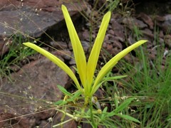 Cleome cleomoides