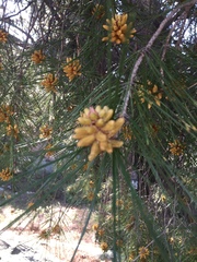 Pinus